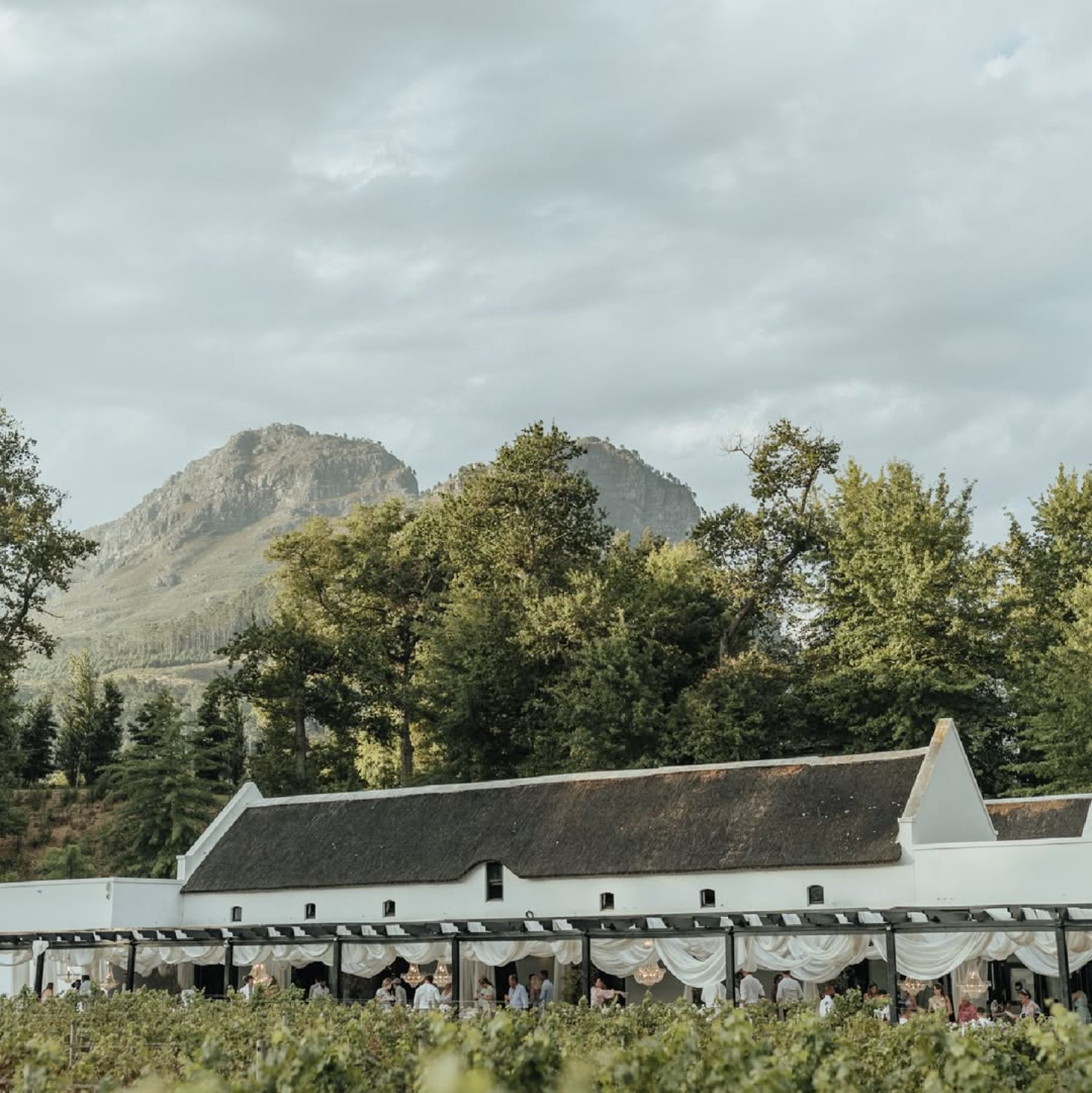Photo from Molenvliet Vineyards